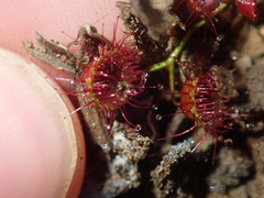 Drosera macrantha