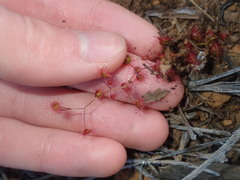 Drosera macrantha