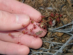 Drosera macrantha