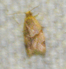 Clepsis peritana