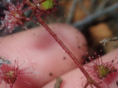Drosera macrantha