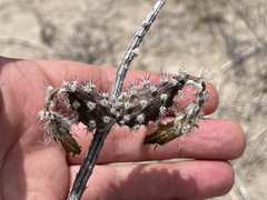 Peniocereus striatus