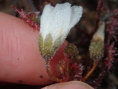 Drosera macrantha