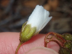 Drosera macrantha