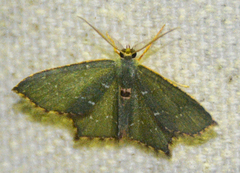 Chloropteryx tepperaria