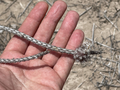 Peniocereus striatus