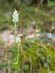 Polygala verticillata