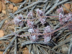 Drosera macrantha