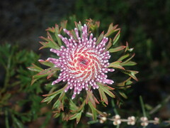 Isopogon dubius
