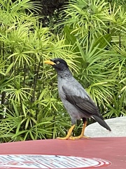 Acridotheres javanicus