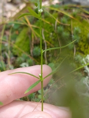 Polygala verticillata