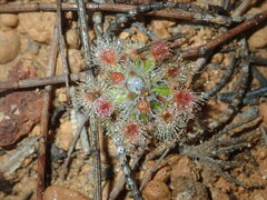 Drosera