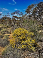 Acacia rigens