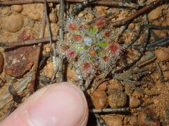 Drosera