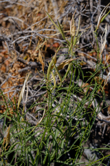 Asclepias fascicularis