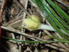 Conostylis aculeata