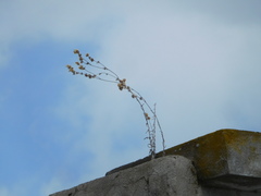 Gnaphalieae