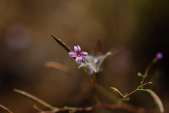 Epilobium brachycarpum
