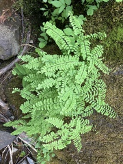 Adiantum aleuticum