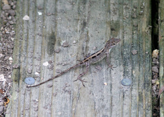 Anolis