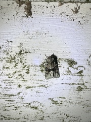 Lacinipolia explicata