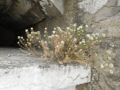 Lobularia maritima