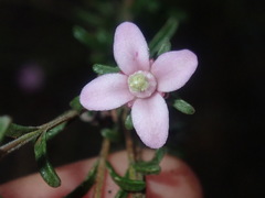 Boronia capitata