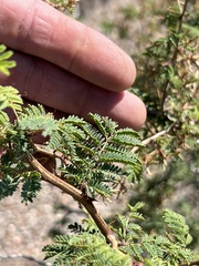 Mimosa aculeaticarpa