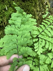 Adiantum aleuticum