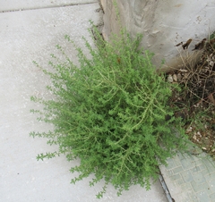 Amaranthus albus