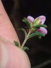 Boronia capitata