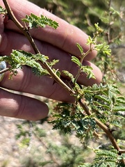 Mimosa aculeaticarpa
