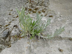 Gnaphalieae