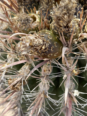 Ferocactus