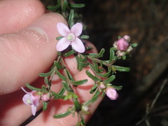 Boronia capitata