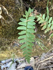 Polystichum