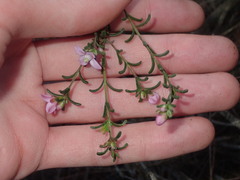 Boronia capitata
