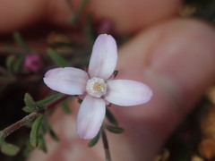 Boronia capitata