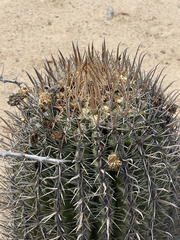 Ferocactus