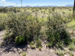 Mimosa aculeaticarpa