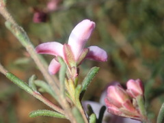 Boronia capitata