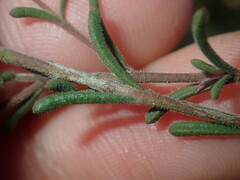 Boronia capitata