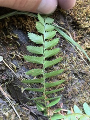 Polystichum