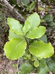 Garrya elliptica