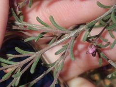 Boronia capitata
