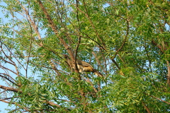 Ortalis poliocephala