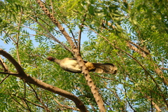 Ortalis poliocephala