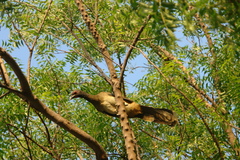 Ortalis poliocephala