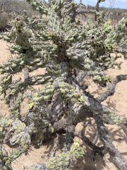 Cylindropuntia cholla