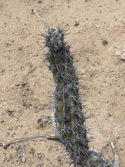 Stenocereus gummosus